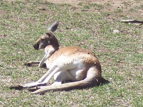 kangaroo.jpg